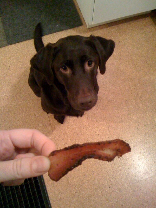 Bacon Flavored Dog Biscuit Recipe | Animal Mayhem