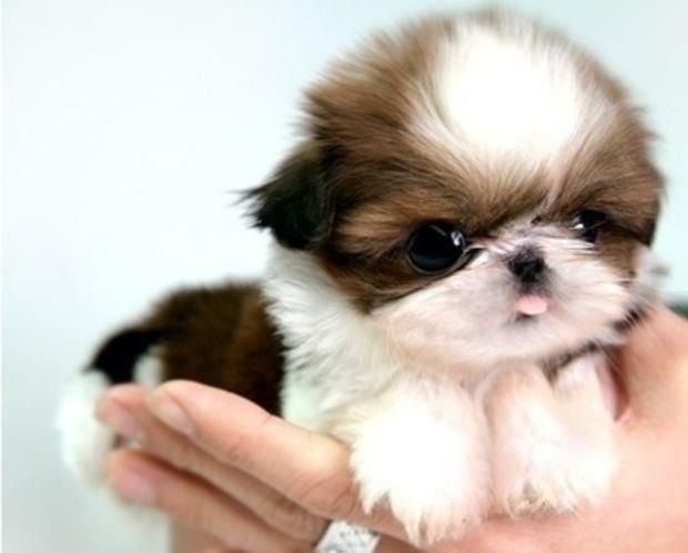 about shih tzu puppies information