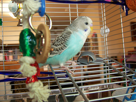 What do you name your new Parakeet? | Animal Mayhem