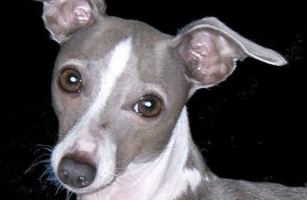 Italian Greyhound