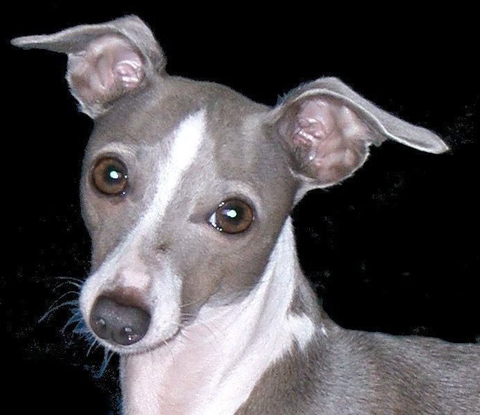 Italian Greyhound