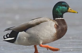 Mallard duck introduction
