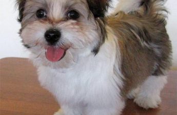 Maltese shih tzu dog