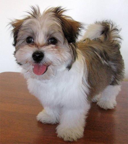 Maltese shih tzu dog