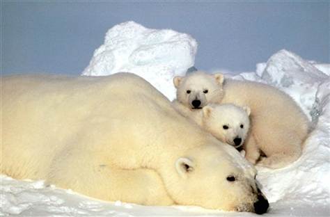 polar bear cubs