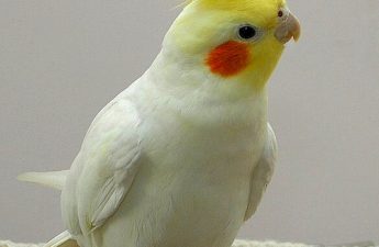 5 tips for owning a cockatiel