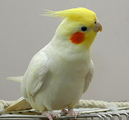 5 tips for owning a cockatiel