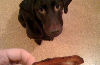 Bacon Flavored Dog Biscuit Recipe