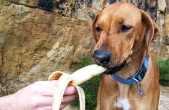 Banana Cinnamon Dog Biscuits Recipe