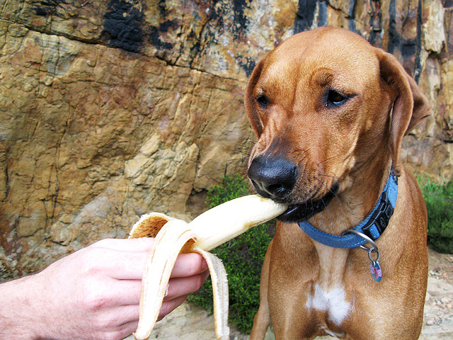 Banana Cinnamon Dog Biscuits Recipe