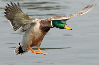 Mallard Duck Identification