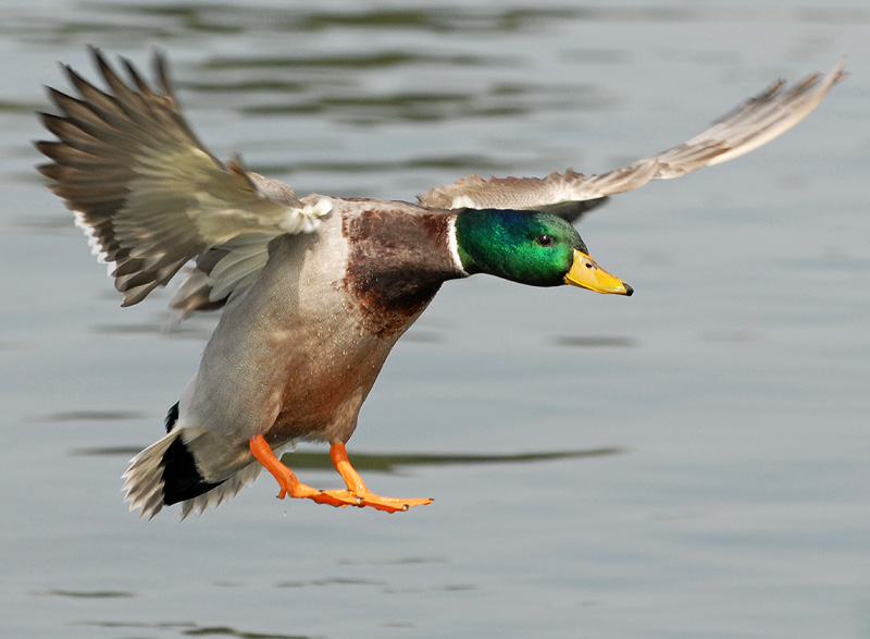 Mallard Duck Identification