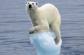 Polar Bears Global Warming