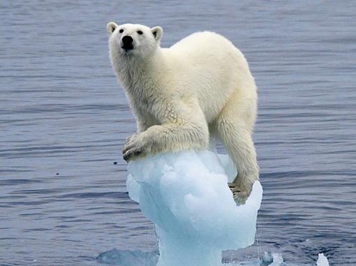 Polar Bears Global Warming