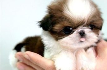 Shih Tzu Puppies