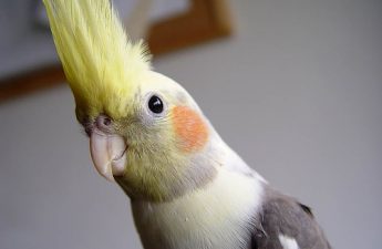 cleaning a cockatiel cage