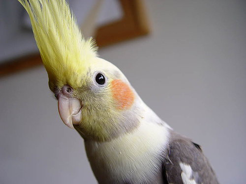 cleaning a cockatiel cage