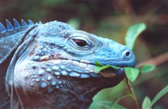 iguana diet what they eat