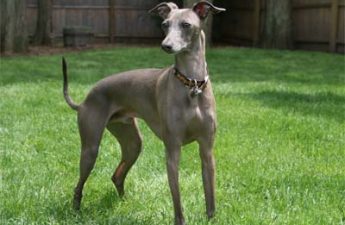 italian greyhound facts