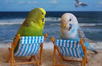 common mistakes and pet bird diet