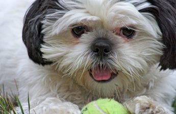 shih tzu health problems