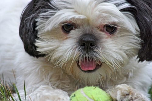 shih tzu health problems