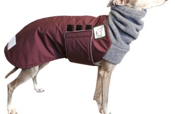 Italian Greyhound Clothes
