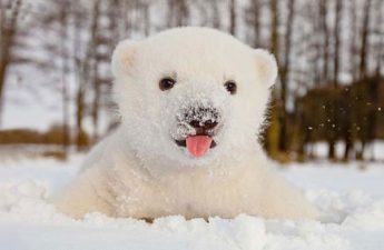 baby polar bear playing