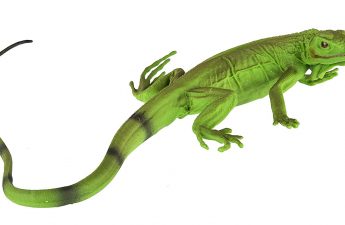 baby iguana toy