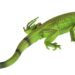 baby iguana toy