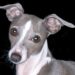 Italian Greyhound