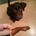 Bacon Flavored Dog Biscuit Recipe