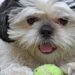 shih tzu health problems