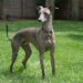 italian greyhound facts