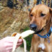 Banana Cinnamon Dog Biscuits Recipe