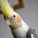cleaning a cockatiel cage